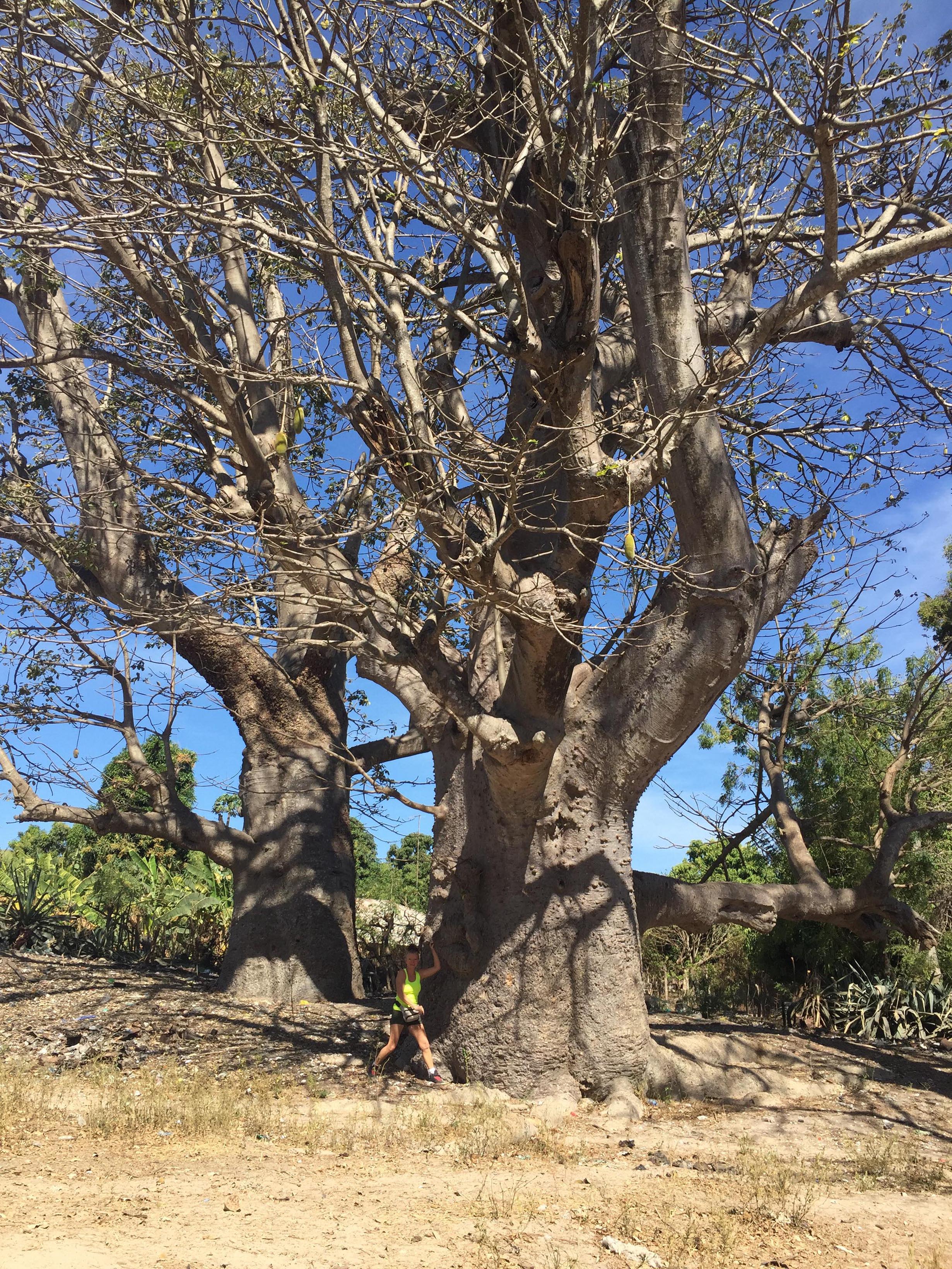Marie Meunier pose sous le baobab
