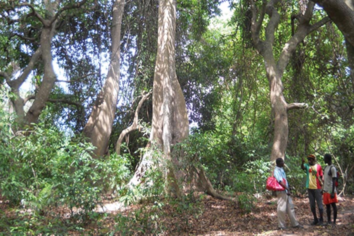 La forêt de Casamance